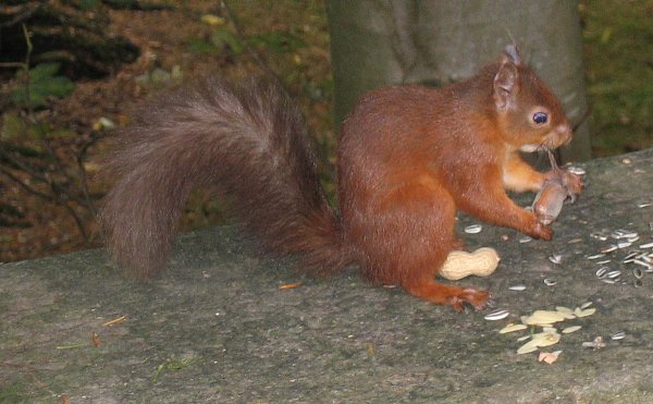 Squirrel at Threlkeld