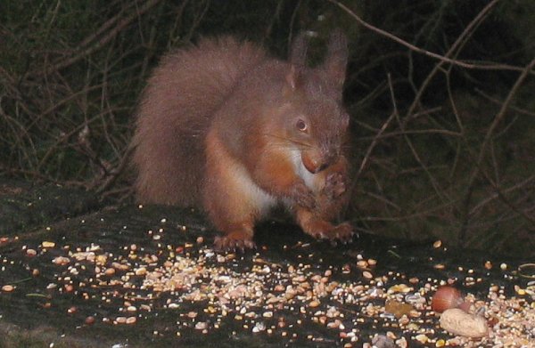 Squirrel at Threlkeld
