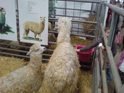 Alpacas at Woolfest 2008
