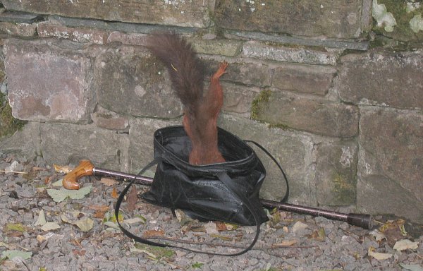 Squirrel at Threlkeld