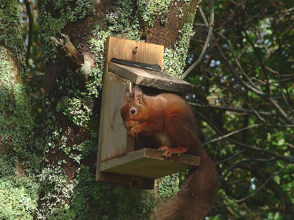 squirell at Damson Ghyll, Loweswater.